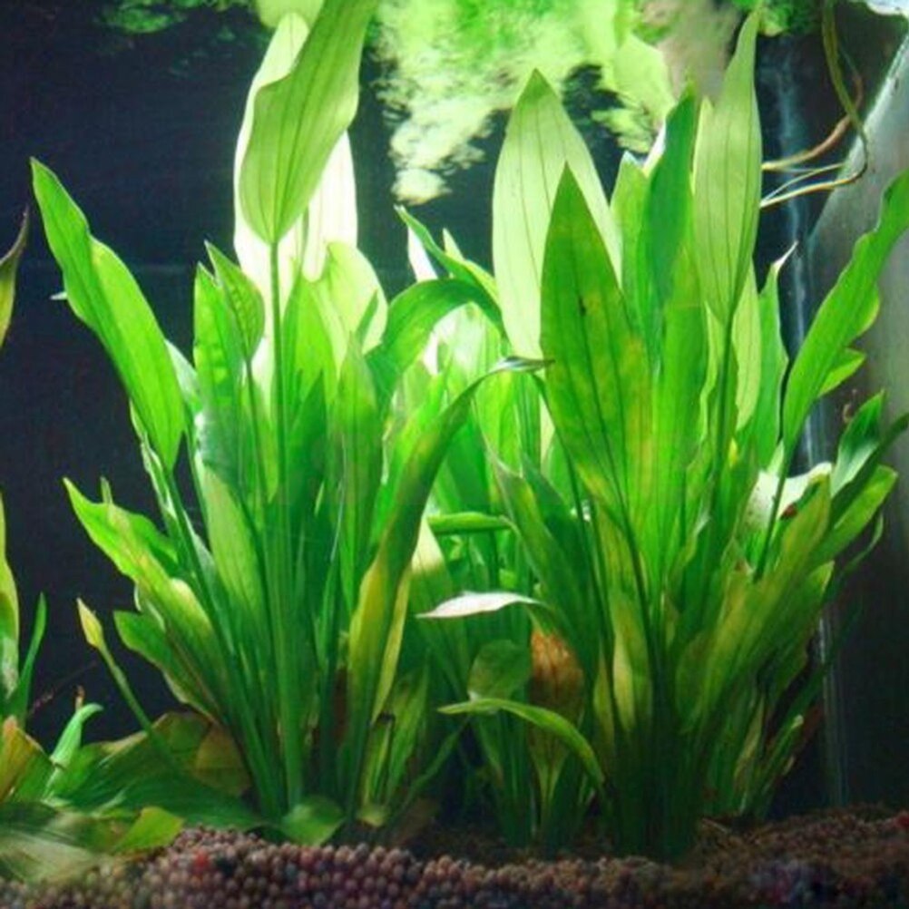 15cm Artificial Aquarium Decor - Dry Herb Vaping Accessories ulasan dan harga